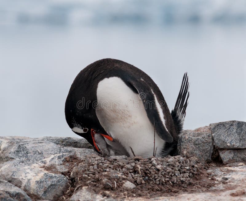 Verschachtelung erwachsener Gentoo-Pinguin, der junges Küken, antarktische Halbinsel einzieht stockfotos Verschachtelung erwachsener Gentoo-Pinguin, der junges Küken, antarktische Halbinsel einzieht stockfotos