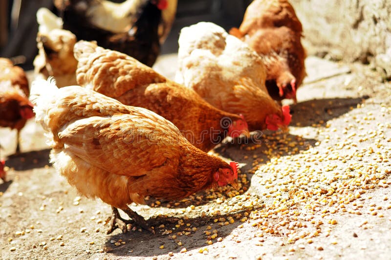 Verscheidene bewerken kippen die graan in platteland eten