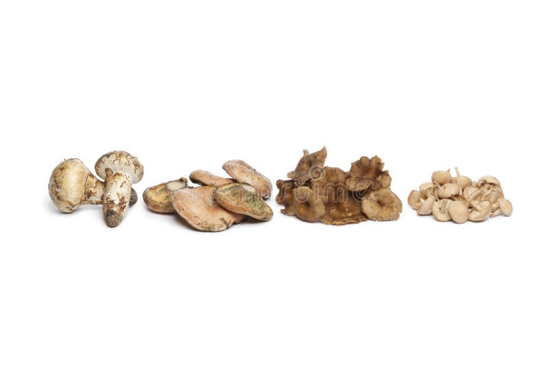 Variety of autumn mushrooms on white background. Variety of autumn mushrooms on white background