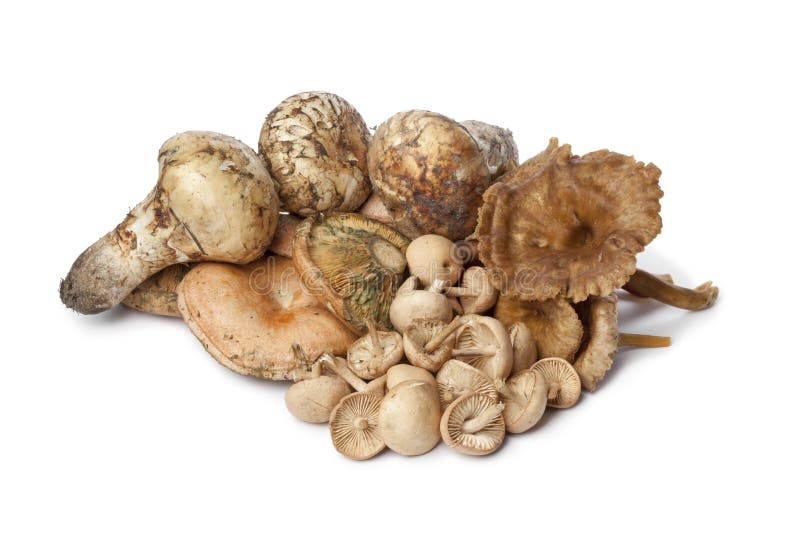 Variety of autumn mushrooms on white background. Variety of autumn mushrooms on white background