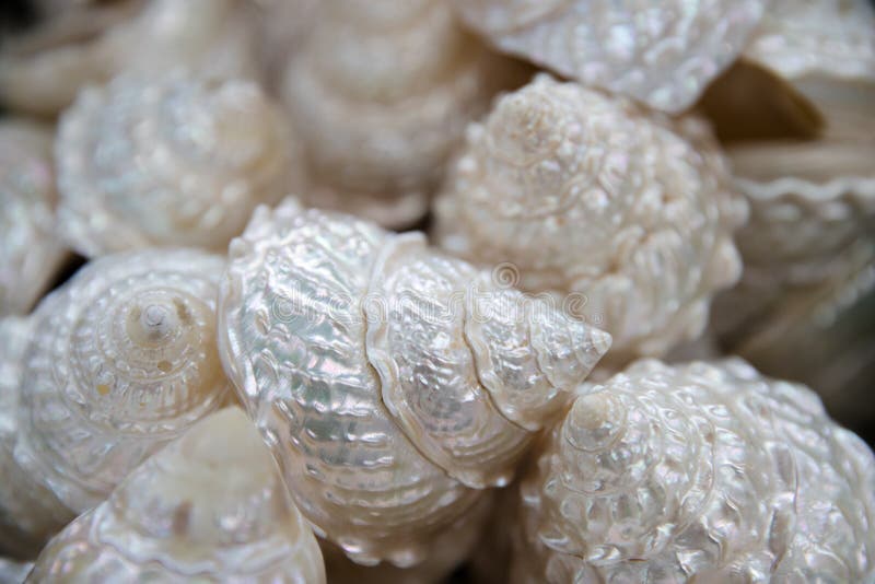 Verscheidenheid van overzeese shells van panoramisch strand - - met grote kammosselshell royalty-vrije stock afbeelding Verscheidenheid van overzeese shells van panoramisch strand - - met grote kammosselshell royalty-vrije stock afbeelding