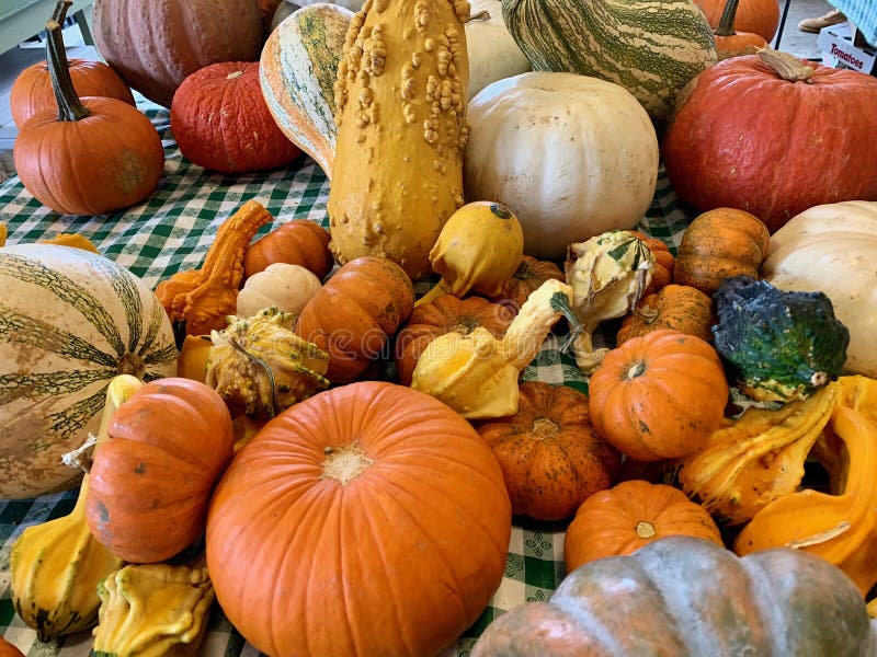 Verschiedene Formen von Kürbisen für Verkauf während Halloweens stockfotografie Verschiedene Formen von Kürbisen für Verkauf während Halloweens stockfotografie