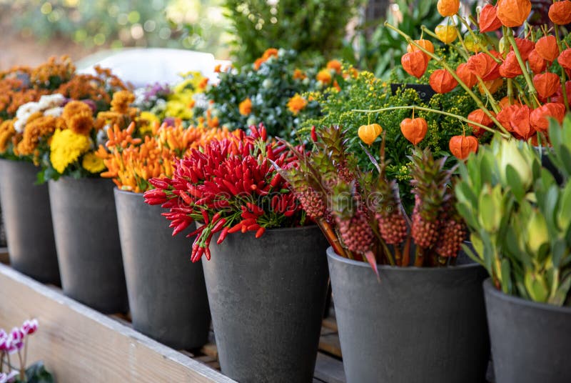 Verschiedene frisch geschnittene Herbstblumen - Chrysanthemen, Pfeffer aus Orange und Rot, Physalis peruviana-Pflanze im