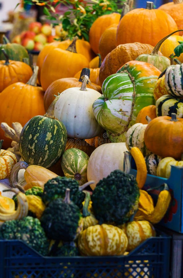 Verschiedene Kürbissorten auf dem Bauernmarkt Harvest Festival, Herbsthalloween Grüne, orangefarbene, gelbe und gestreifte Rippe lizenzfreies stockbild Verschiedene Kürbissorten auf dem Bauernmarkt Harvest Festival, Herbsthalloween Grüne, orangefarbene, gelbe und gestreifte Rippe lizenzfreies stockbild