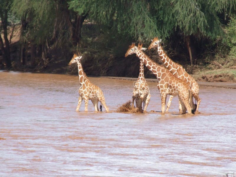 Verschiedene Tiere in Afrika auf Safari in Kenia stockbild Verschiedene Tiere in Afrika auf Safari in Kenia stockbild