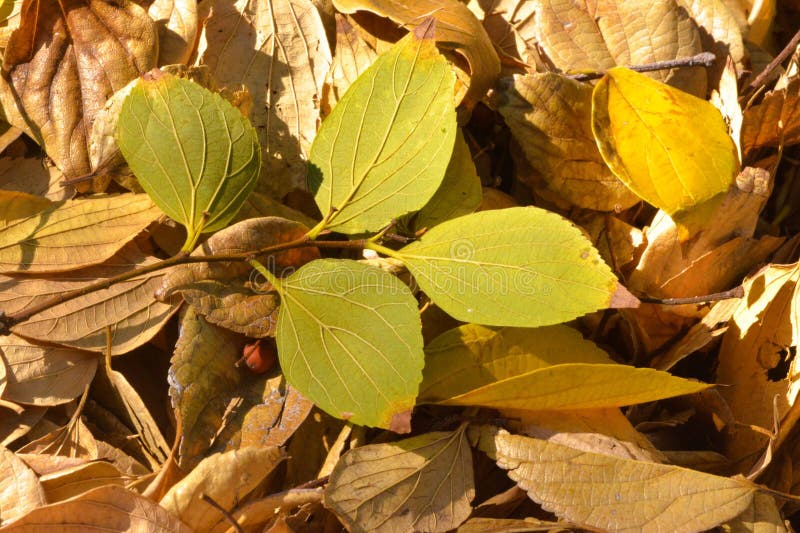 Various autumn leaves ready from the compost heap to go on the compost heap. Various autumn leaves ready from the compost heap to go on the compost heap.