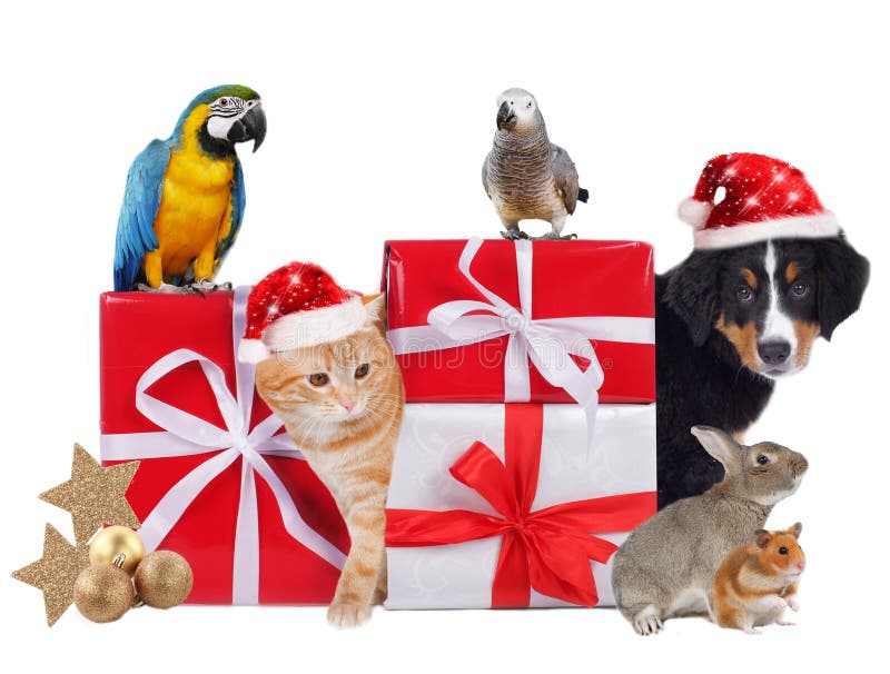 Different pets with christmas parcels isolated. Different pets with christmas parcels isolated