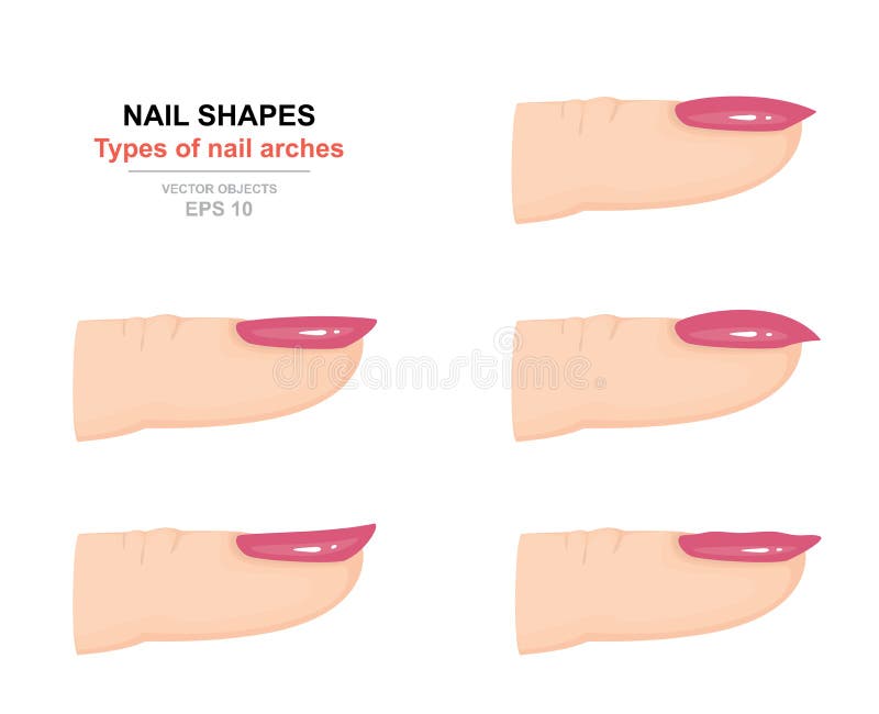 Different kinds of nail shapes. Types of nail arches. Science of human body. e view. Vector illustration. Different kinds of nail shapes. Types of nail arches. Science of human body. e view. Vector illustration