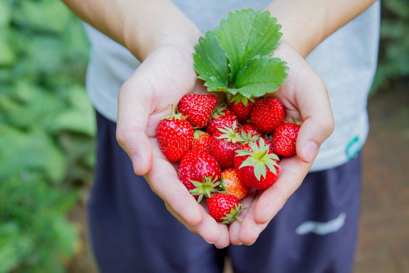 Verse aardbei ter beschikking stock foto Verse aardbei ter beschikking stock foto