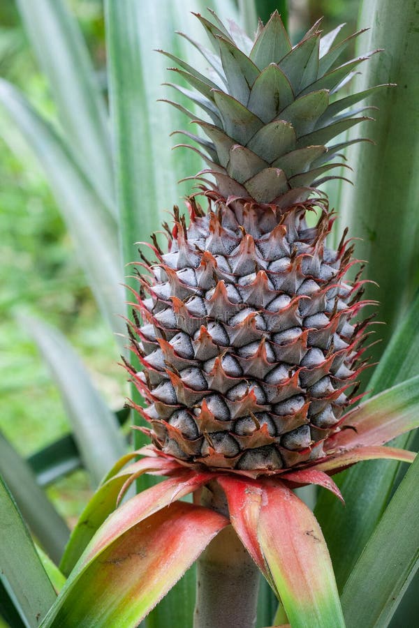Verse ananas stock afbeeldingen