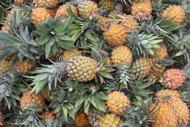Verse ananas stock afbeelding