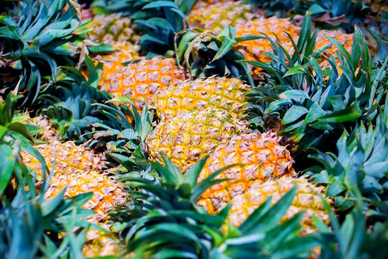 Verse ananas voor verkoop in markt Ananas of Rijpe ananas, royalty-vrije stock afbeelding Verse ananas voor verkoop in markt Ananas of Rijpe ananas, royalty-vrije stock afbeelding