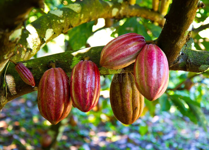 Verse cacao royalty-vrije stock afbeeldingen