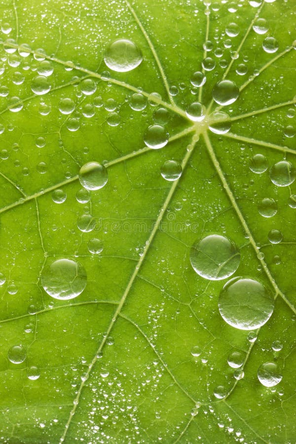 A green leaf with water drops and veins. A green leaf with water drops and veins