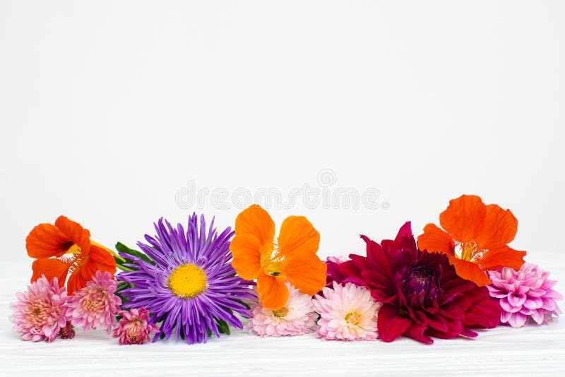 Verse de herfstbloemen stock afbeeldingen Verse de herfstbloemen stock afbeeldingen