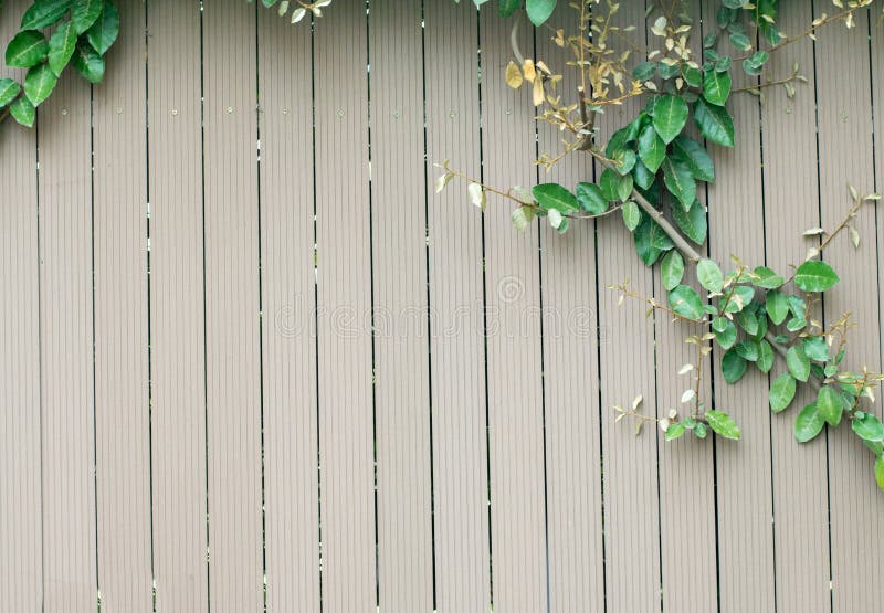 Verse de lente groene blad en bloemeninstallatie over houten omheiningsachtergrond stock foto's Verse de lente groene blad en bloemeninstallatie over houten omheiningsachtergrond stock foto's