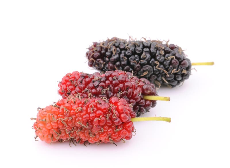 Verse die moerbeiboom op wit wordt geïsoleerd royalty-vrije stock afbeelding