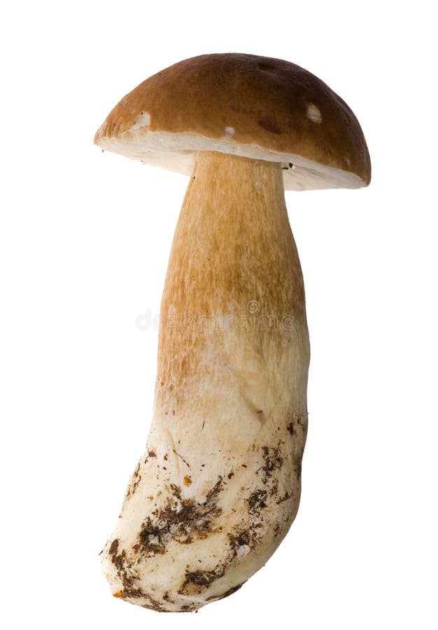 Single cep mushroom isolated on white bakground. Single cep mushroom isolated on white bakground