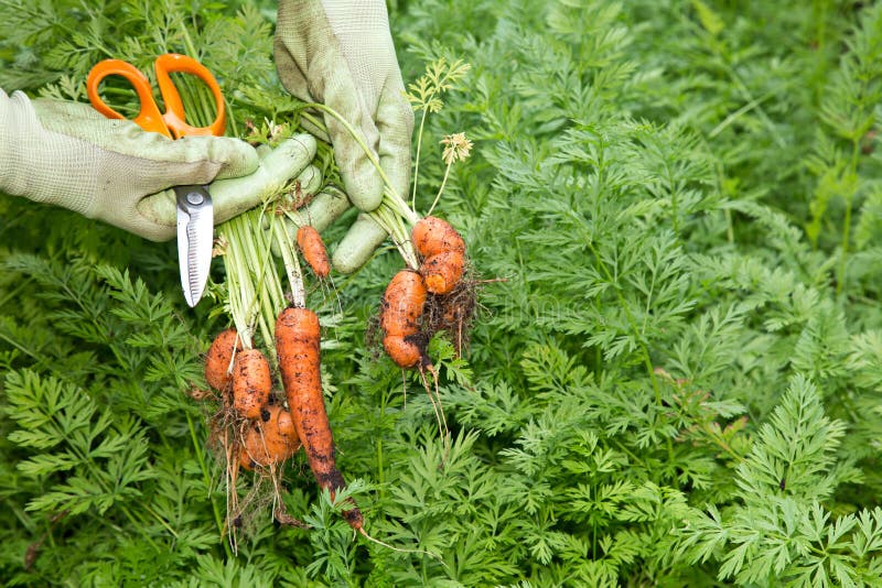 Organic carrots freshly picked from the garden. Organic carrots freshly picked from the garden