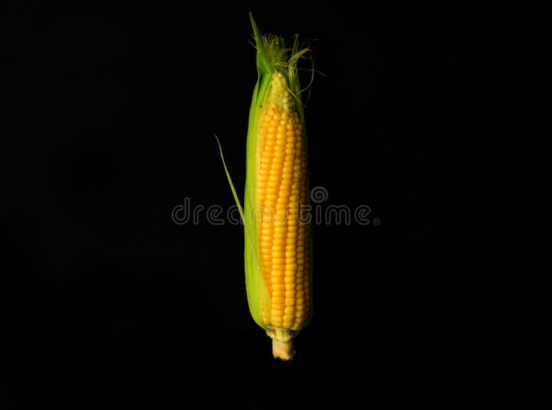 Verse gele zoete die maïskolven op zwarte achtergrond worden geïsoleerd voor voedselconcept royalty-vrije stock foto Verse gele zoete die maïskolven op zwarte achtergrond worden geïsoleerd voor voedselconcept royalty-vrije stock foto