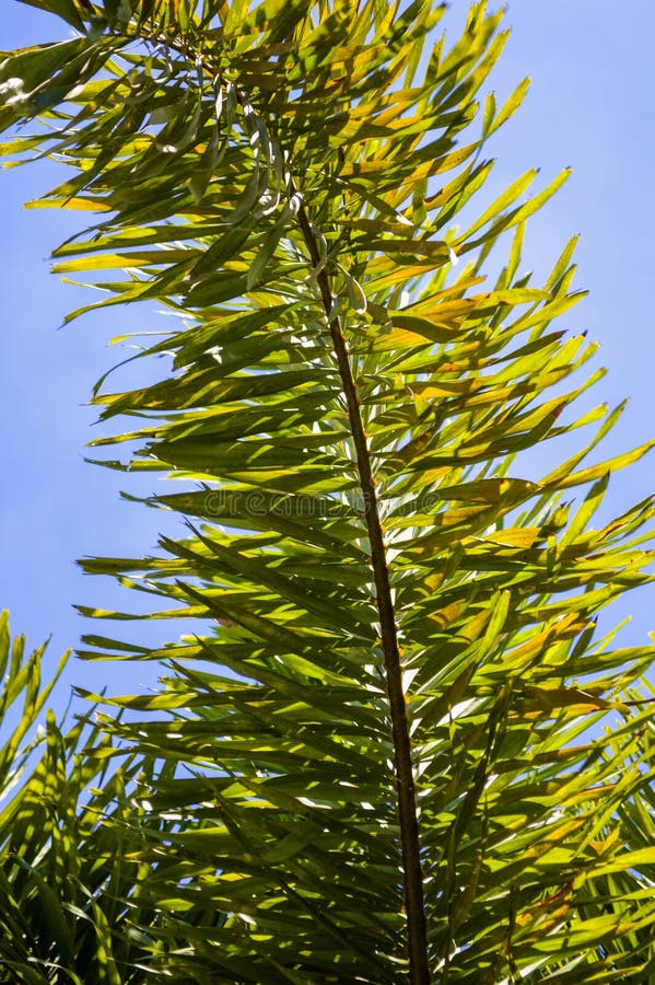 Verse groene areca catechu bladeren in een natuurlijke tuin stock fotografie