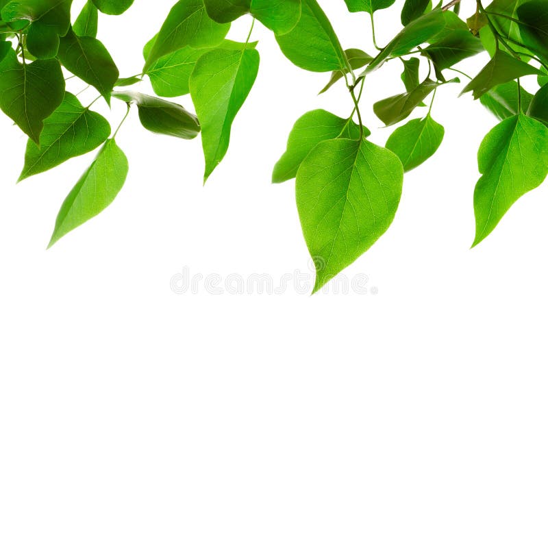 Verse groene bladeren