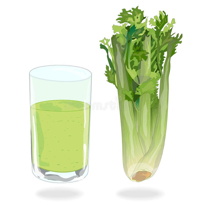 Verse groene selderie vector illustratie Verse groene selderie vector illustratie