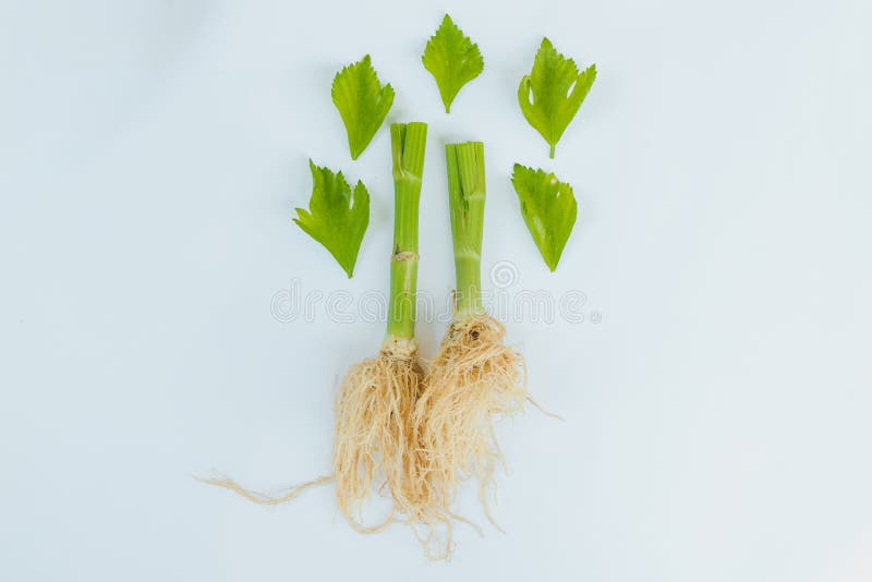 Verse groene selderiegroente van selderiewortel op witte achtergrond royalty-vrije stock foto's Verse groene selderiegroente van selderiewortel op witte achtergrond royalty-vrije stock foto's