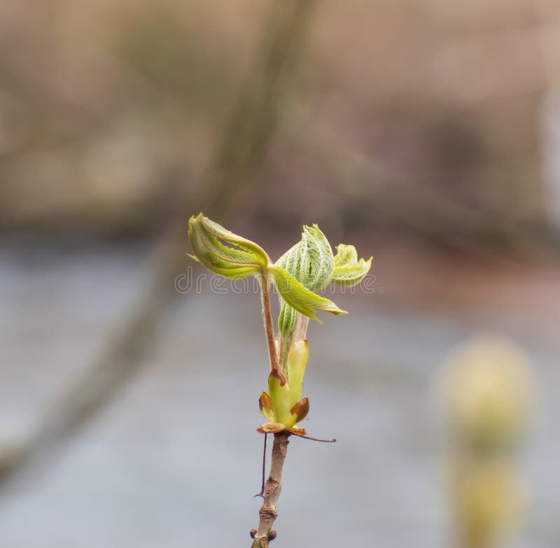 Verse groene spruiten De aard komt aan het leven in de lente royalty-vrije stock foto Verse groene spruiten De aard komt aan het leven in de lente royalty-vrije stock foto