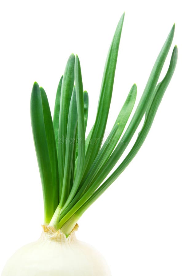Verse groene ui stock afbeelding Verse groene ui stock afbeelding