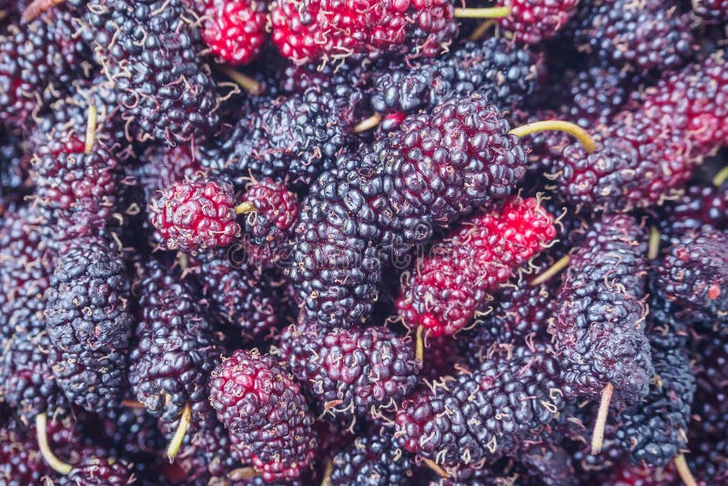 Verse moerbeiboom royalty-vrije stock afbeeldingen