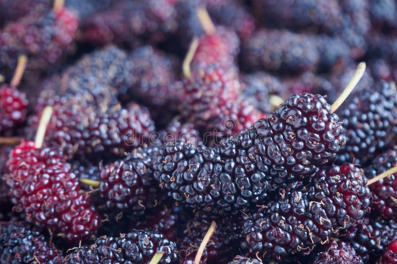 Verse moerbeiboom stock foto's