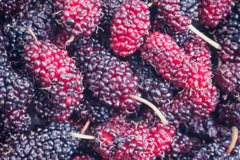 Verse moerbeiboom royalty-vrije stock foto's