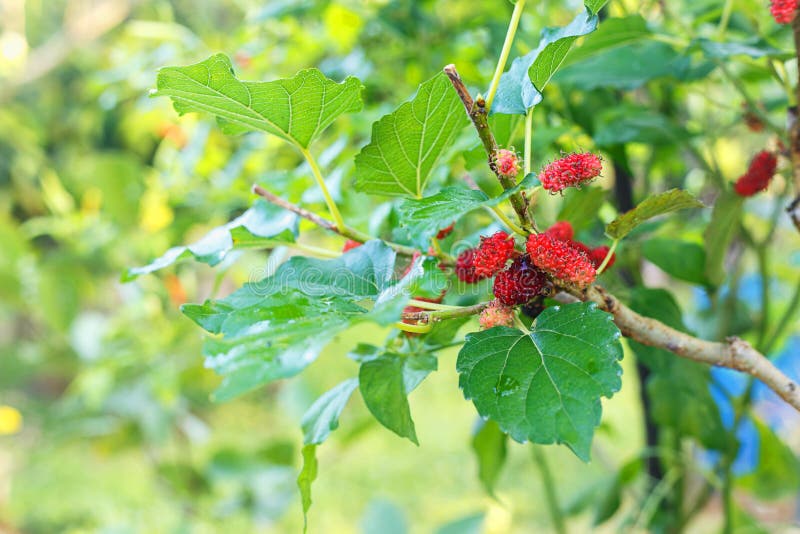 Verse moerbeiboom en installatie royalty-vrije stock afbeeldingen