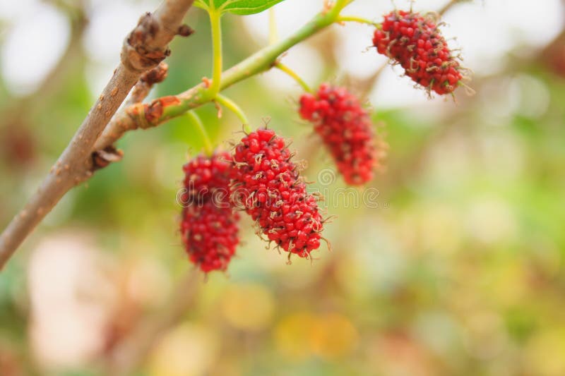 Verse moerbeiboom op boom royalty-vrije stock foto's