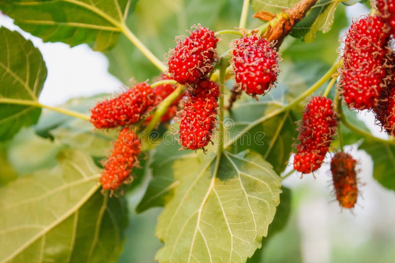 Verse moerbeiboom op boom royalty-vrije stock foto