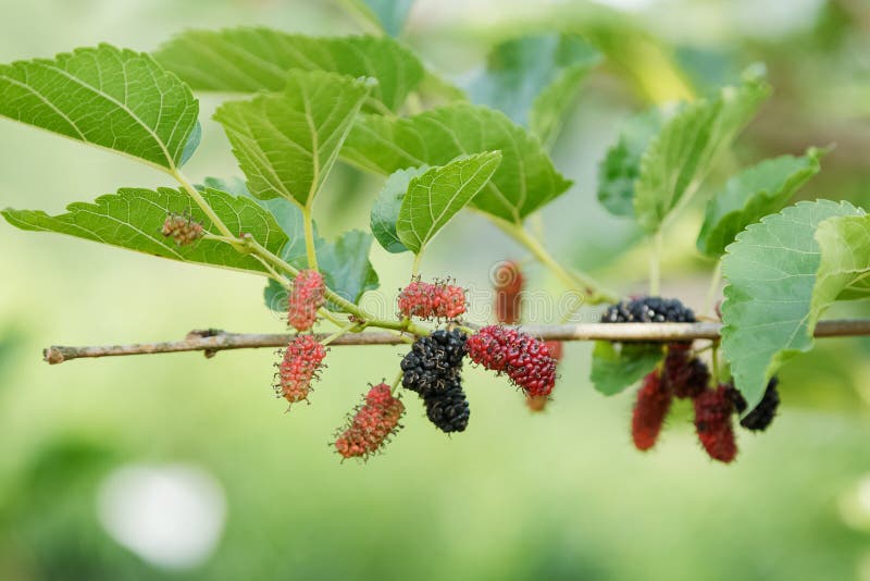 Verse moerbeiboom op boom Berry Fruit stock afbeeldingen