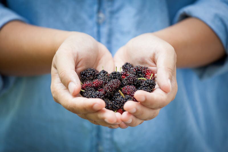 Verse moerbei in de hand van een vrouw, klaar om te eten stock afbeelding