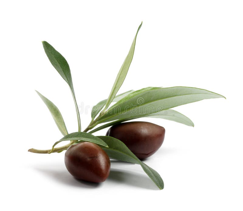 Verse olijfboomtak met olijven