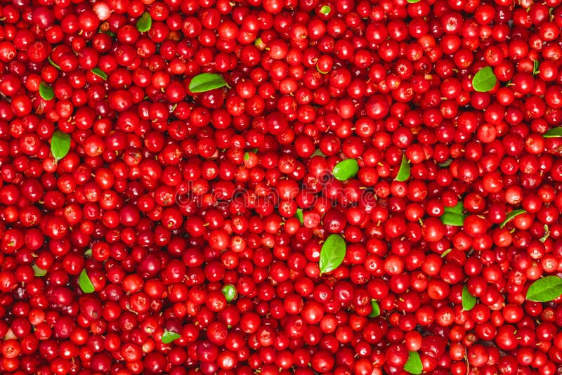 Verse organische Amerikaanse veenbessen met groene bladeren over het royalty-vrije stock fotografie Verse organische Amerikaanse veenbessen met groene bladeren over het royalty-vrije stock fotografie