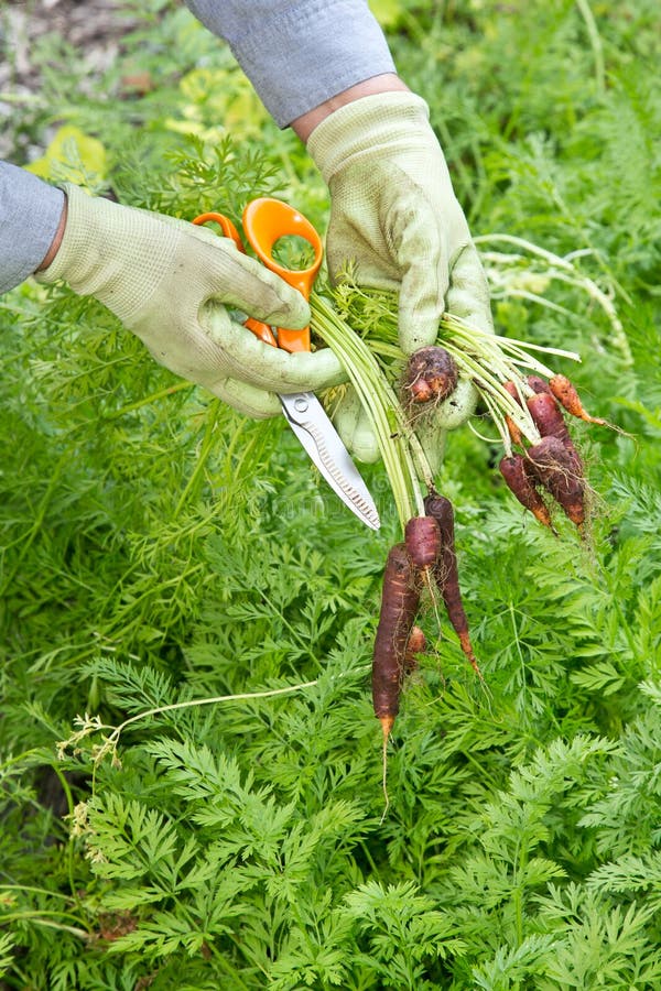 Freshly picked organic purple carrots from the garden. Freshly picked organic purple carrots from the garden