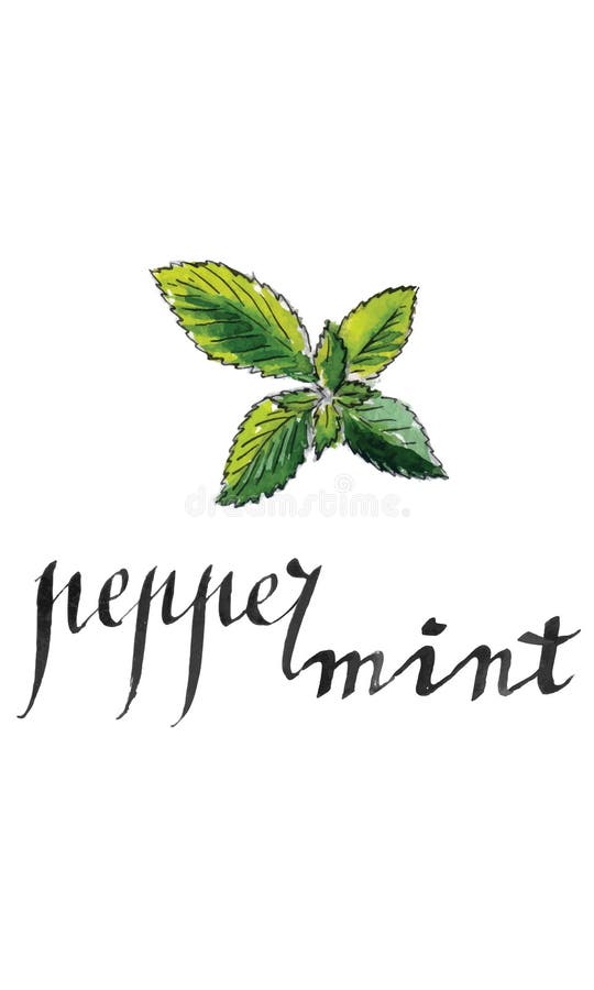 Verse pepermuntbladeren stock illustratie Verse pepermuntbladeren stock illustratie