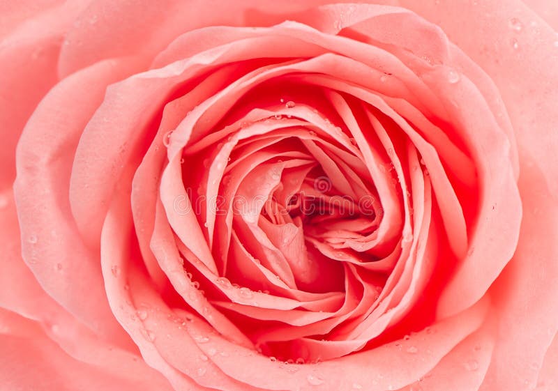 Verse roze nam bloem met waterdalingen toe royalty-vrije stock afbeeldingen Verse roze nam bloem met waterdalingen toe royalty-vrije stock afbeeldingen