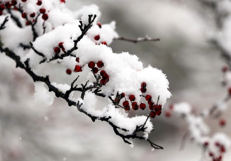 Verse sneeuw in boomtakken van eerste sneeuwende ochtend van wintertijd 2018 stock foto Verse sneeuw in boomtakken van eerste sneeuwende ochtend van wintertijd 2018 stock foto
