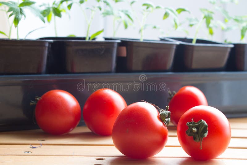 Verse tomaten op achtergrond van zaailingentomatenplant die zaadbladeren, ??n grote reeks ware bladeren hebben royalty-vrije stock afbeelding Verse tomaten op achtergrond van zaailingentomatenplant die zaadbladeren, ??n grote reeks ware bladeren hebben royalty-vrije stock afbeelding