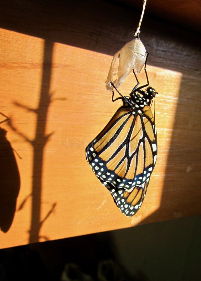 Monarch Chrysalis Hatched stock image. Image of just 60077305