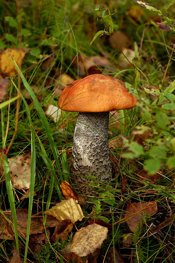 Versipelle del leccinum del fungo immagine stock Versipelle del leccinum del fungo immagine stock