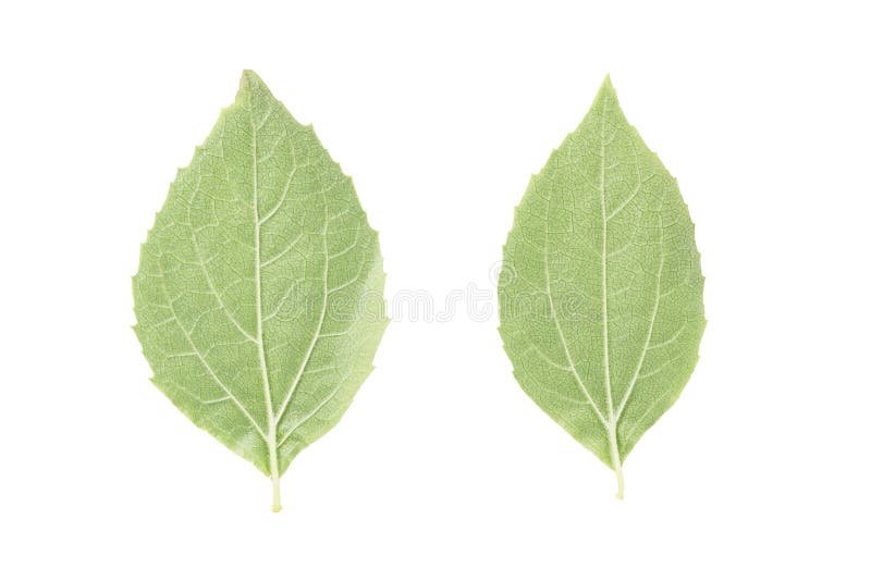 Verso de duas folhas verdes do jasmim isoladas no branco imagens de stock Verso de duas folhas verdes do jasmim isoladas no branco imagens de stock