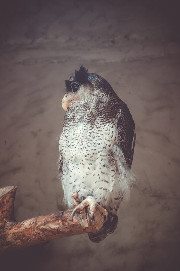Versperd Eagle Owl stock fotografie Versperd Eagle Owl stock fotografie