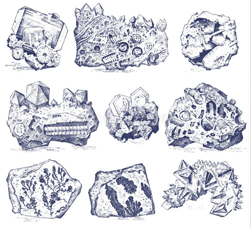 Versteinerte Anlagen, Steine und Mineralien, Kristalle, prähistorische Tiere, Archäologie oder Paläontologie Fragmentfossilien
